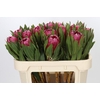 Protea Brenda