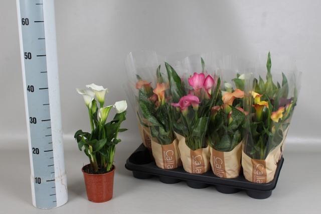 <h4>ZANT GEM 5 KL</h4>