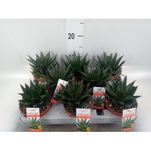 Gasteria
