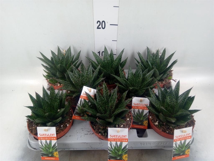 <h4>Gasteria</h4>