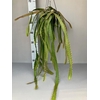 Rhipsalis hangpot Monocantha