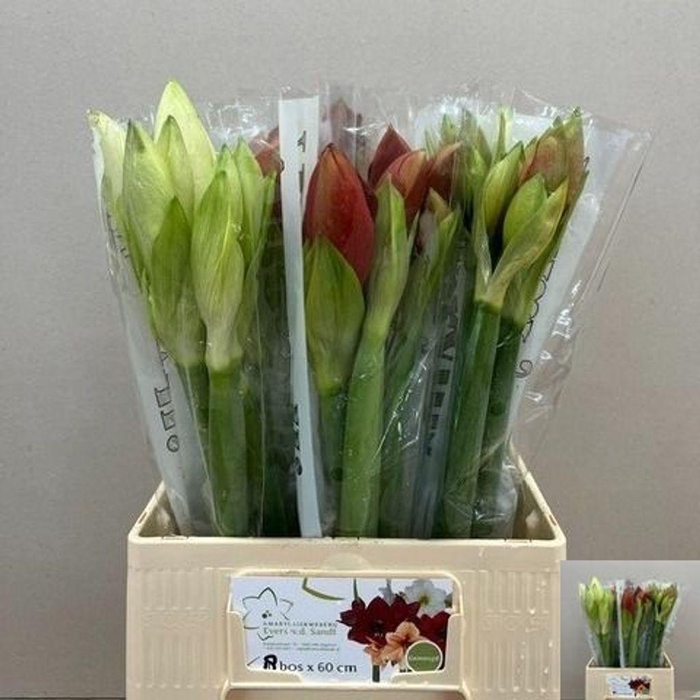 <h4>Hippeastrum mix rainbow</h4>