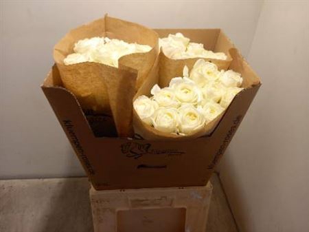 <h4>R Gr Bu Chic White</h4>