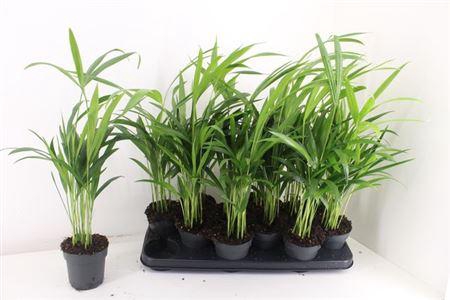 <h4>Dypsis Lutescens 10pp</h4>