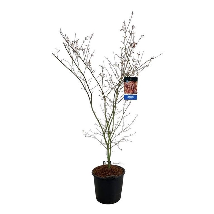 <h4>Acer North Wind ®</h4>