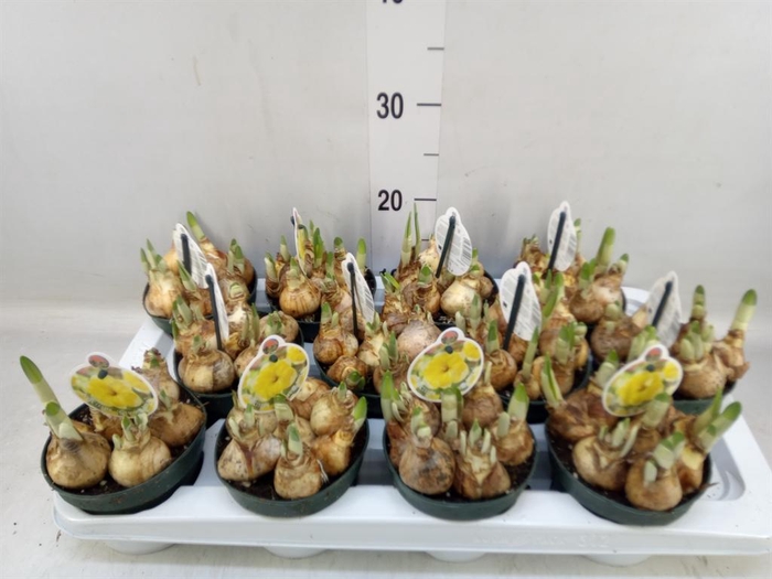 <h4>Narcissus   ...</h4>