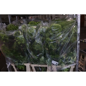 ANGELICA GIGAS GREEN 130-140CM SUPE*