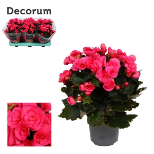 Begonia Adonia Pink P13