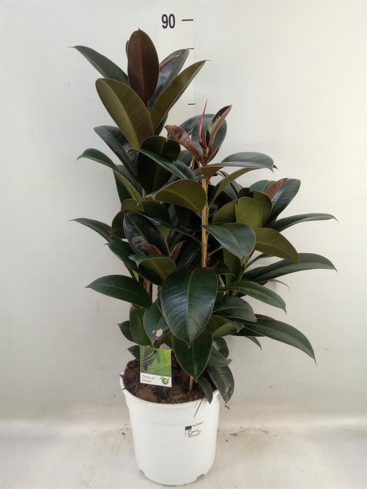 <h4>Ficus   ...</h4>