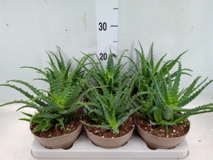 <h4>Aloe arborescens</h4>