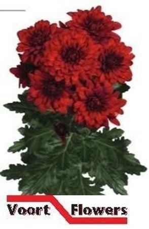 <h4>Chr Aqua T Monza</h4>