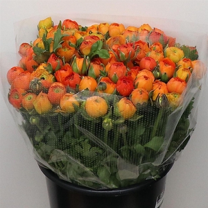 Ran El Orange Extra (sal)