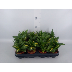 Sansevieria trifa. 'Hahnii'