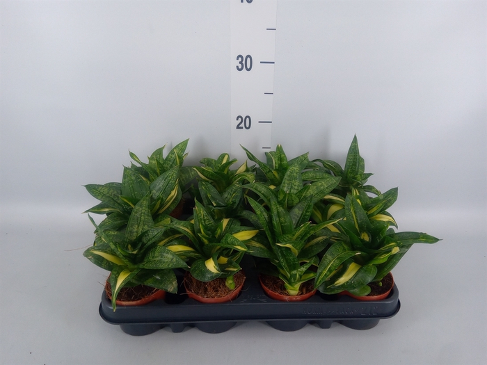 <h4>Sansevieria trifa. 'Hahnii'</h4>