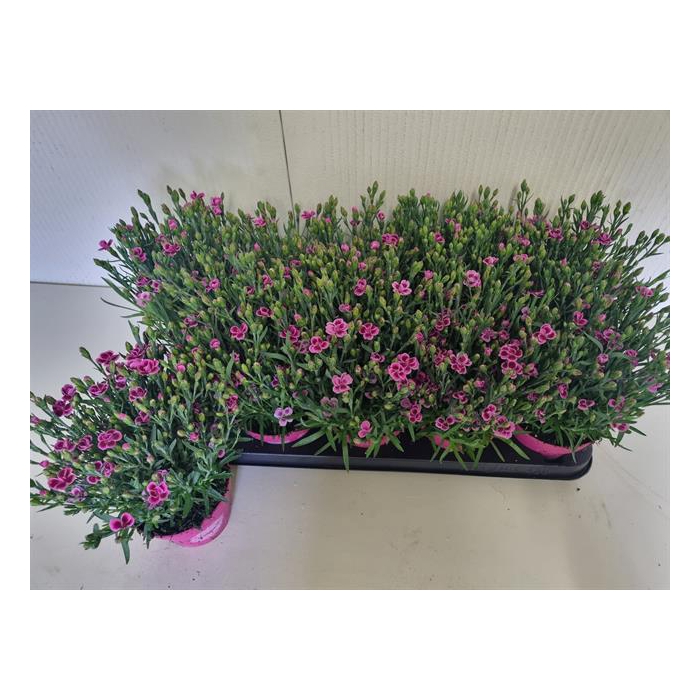 <h4>Dianthus Pink Kisses 12Ø 21cm</h4>