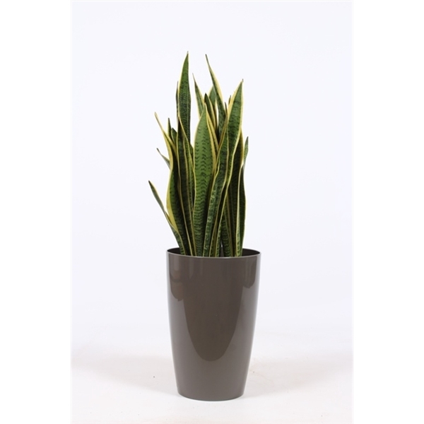 <h4>Sansevieria laurentii in Santorini "taupe"</h4>