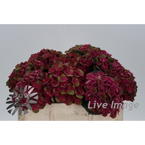 Hydrangea mag charlotte