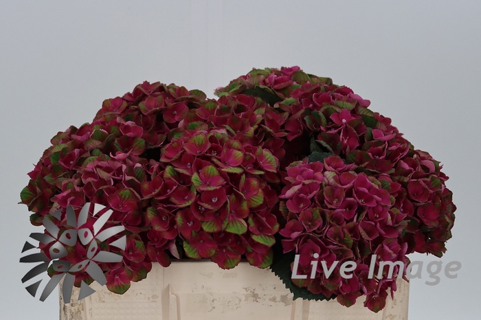 <h4>Hydrangea mag charlotte</h4>