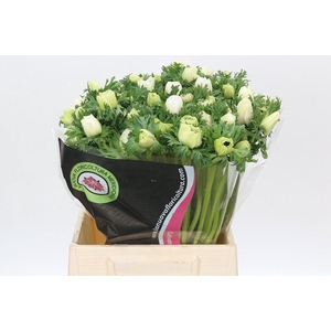 Anemone Mistral Plus White