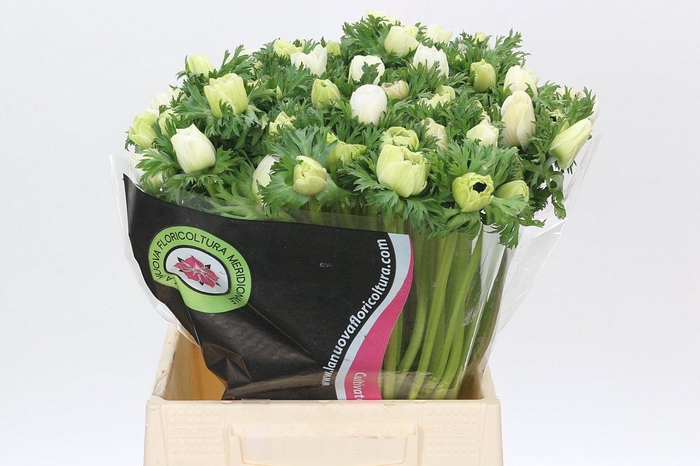 <h4>Anemone Mistral Plus White</h4>