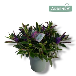 Hebe Donna Purple P15 Addenda®