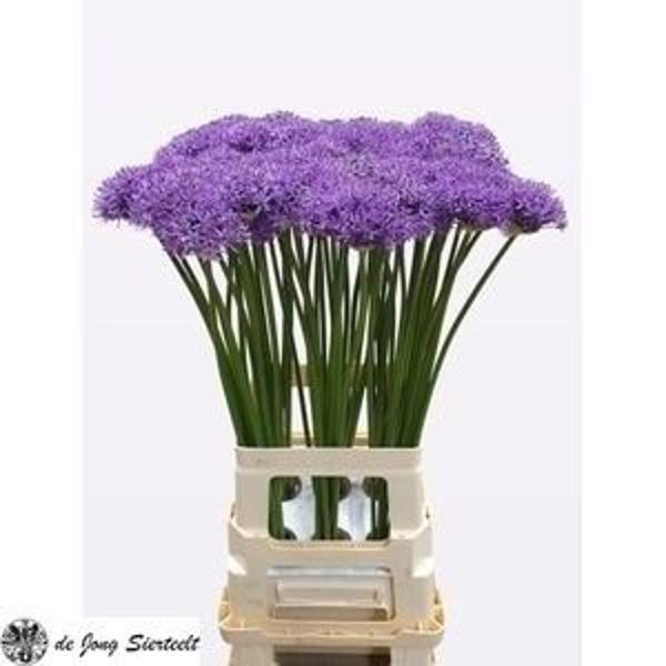 <h4>Allium Gladiator De Jong Sierteelt</h4>