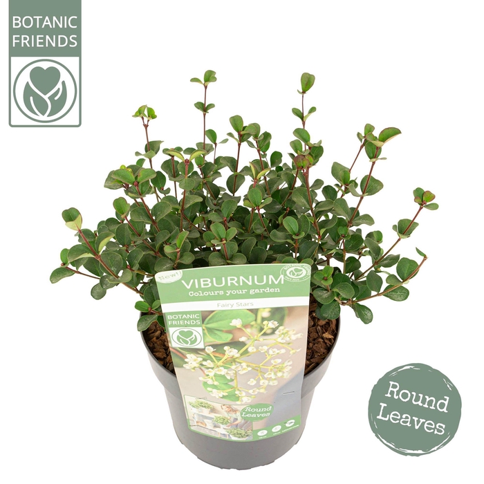 <h4>Viburnum Fairy Stars®</h4>