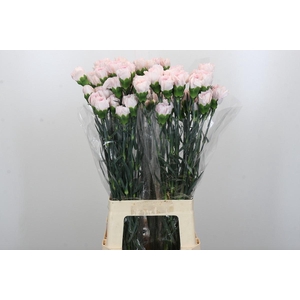 Dianthus St Bridal Damascus