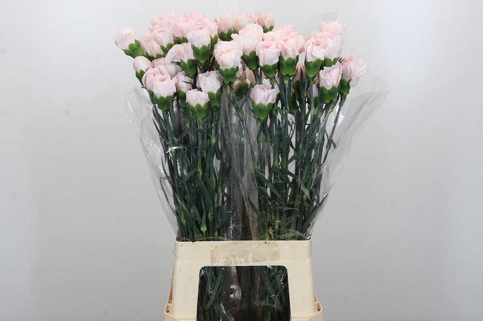 Dianthus St Bridal Damascus