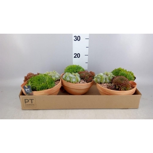 Arr.  Sempervivum L%