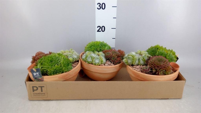 <h4>Arr.  Sempervivum L%</h4>