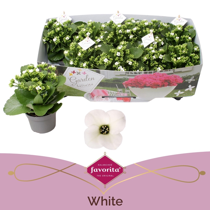 <h4>KAL EN ASTERIA WHITE</h4>