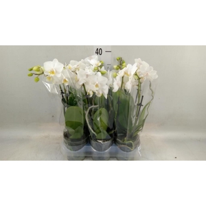 Phalaenopsis multi.   ...white
