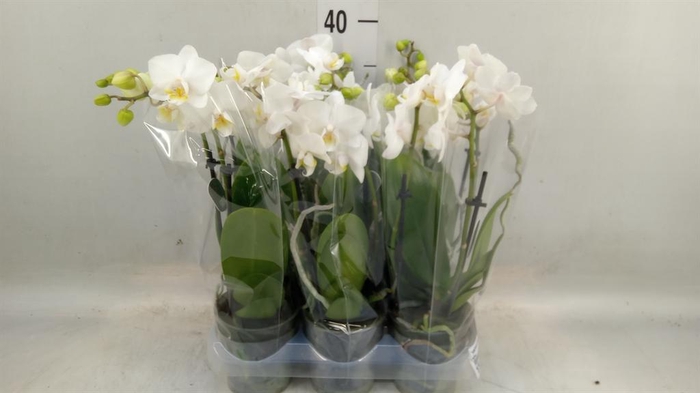 <h4>Phalaenopsis multi.   ...white</h4>