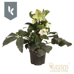 HGC Helleborus Ice N Roses White