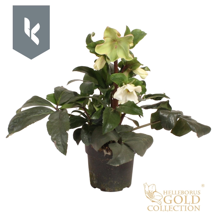 <h4>HGC Helleborus Ice N Roses White</h4>