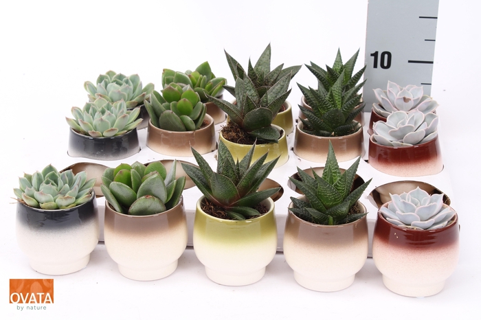 <h4>SUCC GEM 5 SRT</h4>