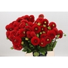 Dahlia Salsa