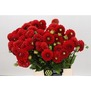 Dahlia Salsa