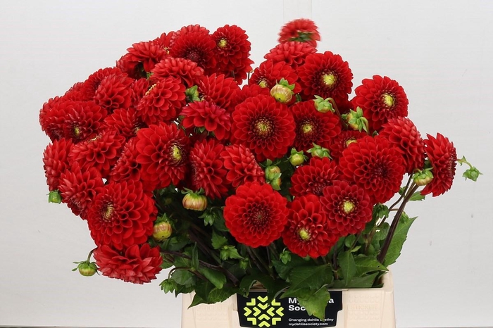 <h4>Dahlia Salsa</h4>