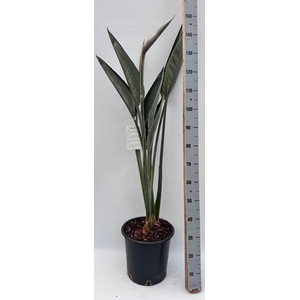STRELITZIA REGIN BL