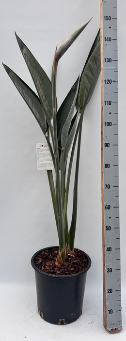 <h4>STRELITZIA REGIN BL</h4>