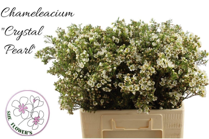<h4>WAXFLOWER CRYSTAL PEARL 22 GR.</h4>