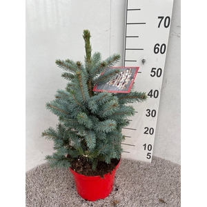 PICEA PU SUPER BLUE
