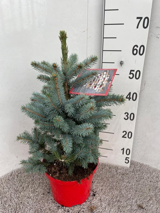 <h4>PICEA PU SUPER BLUE</h4>