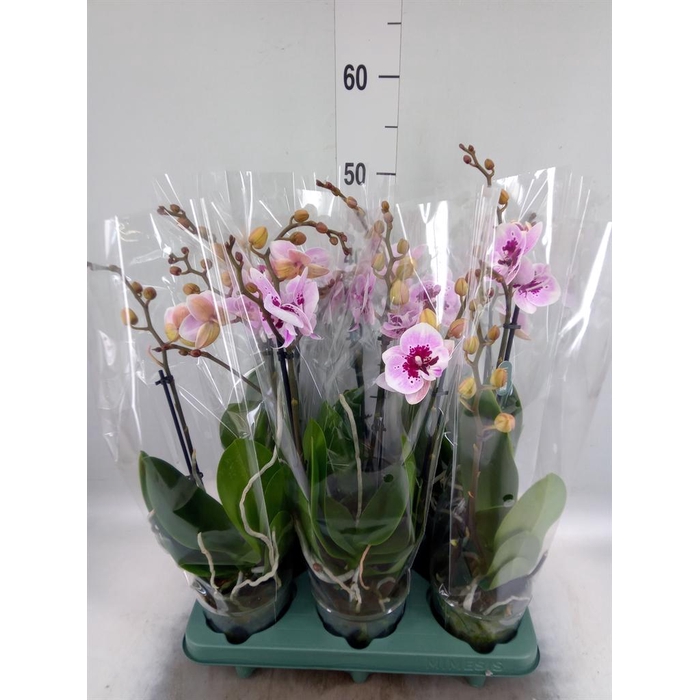 <h4>Phalaenopsis  'Hot Lip'</h4>