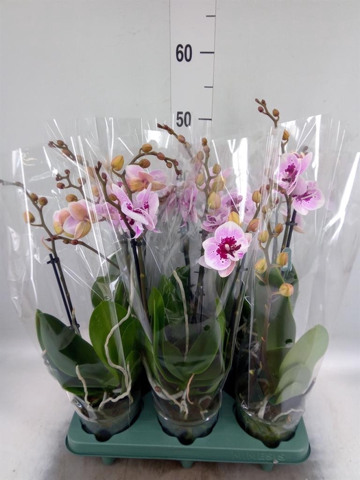 Phalaenopsis  'Hot Lip'