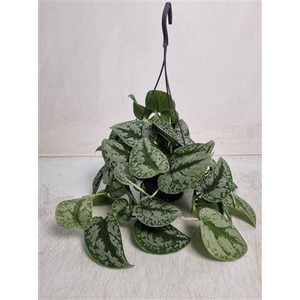 Scindapsus Pictus Trebie Hangpot