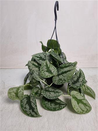 <h4>Scindapsus Pictus Trebie Hangpot</h4>