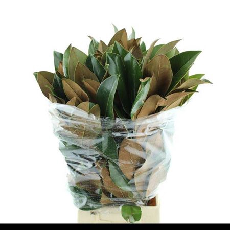 <h4>Magnolia Grandifl Bs</h4>